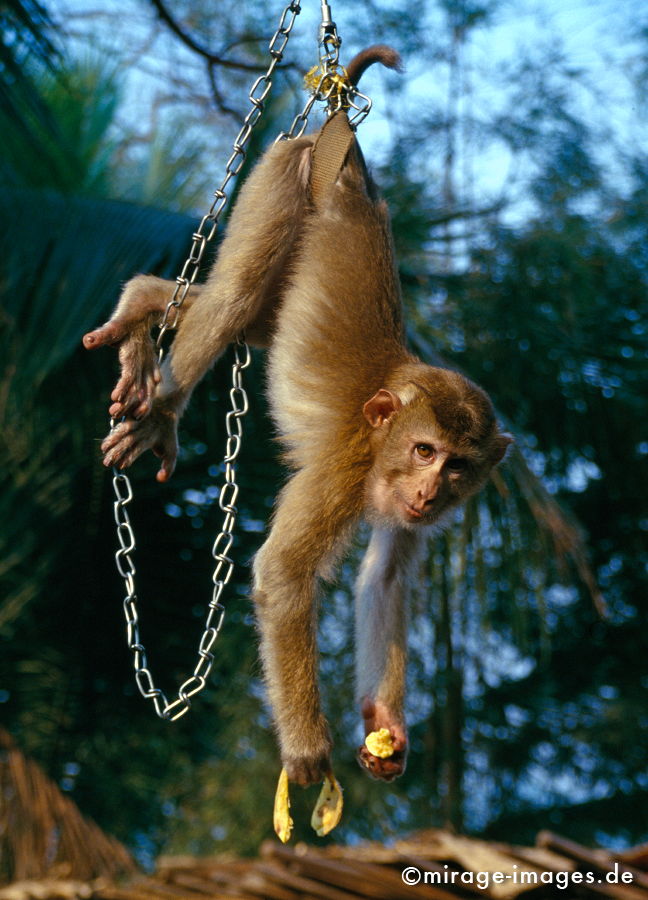 Rhesusaffe
Laos
Schlüsselwörter: animal mammal