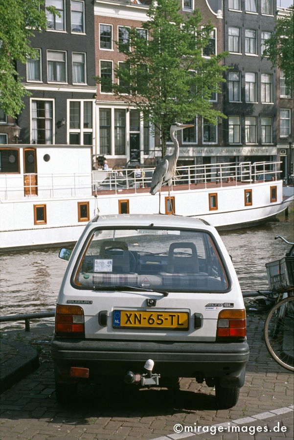 Fischreiher
Amsterdam
