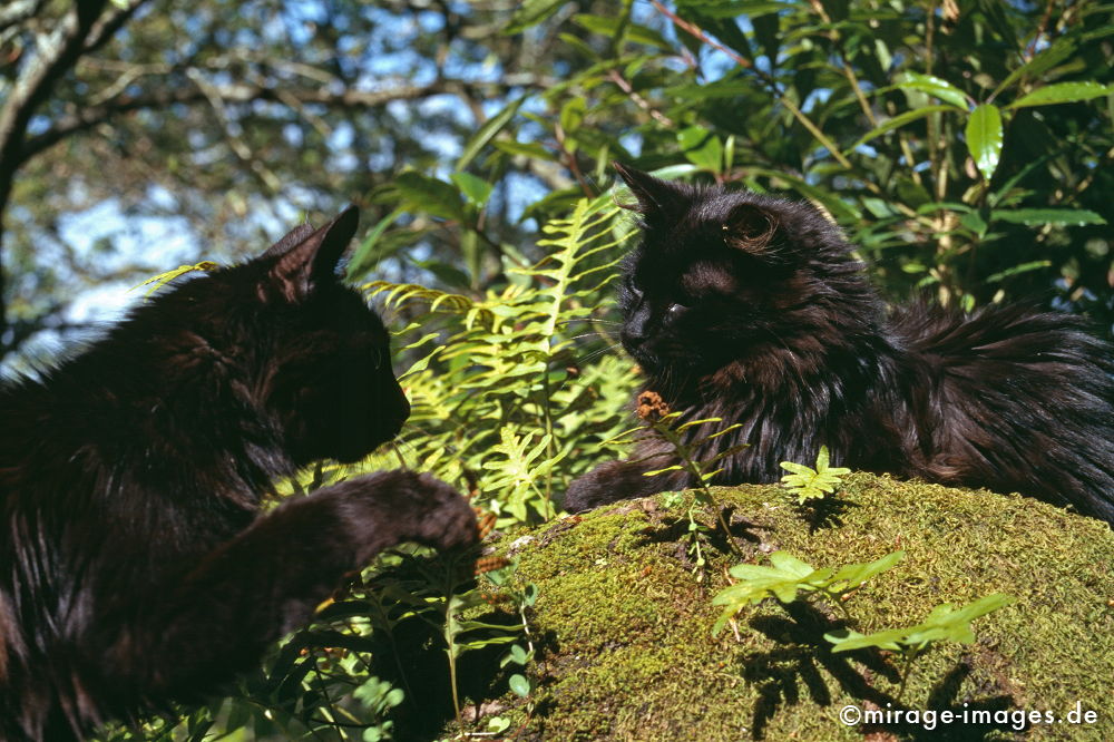 black cats
Sierra de Sintra
