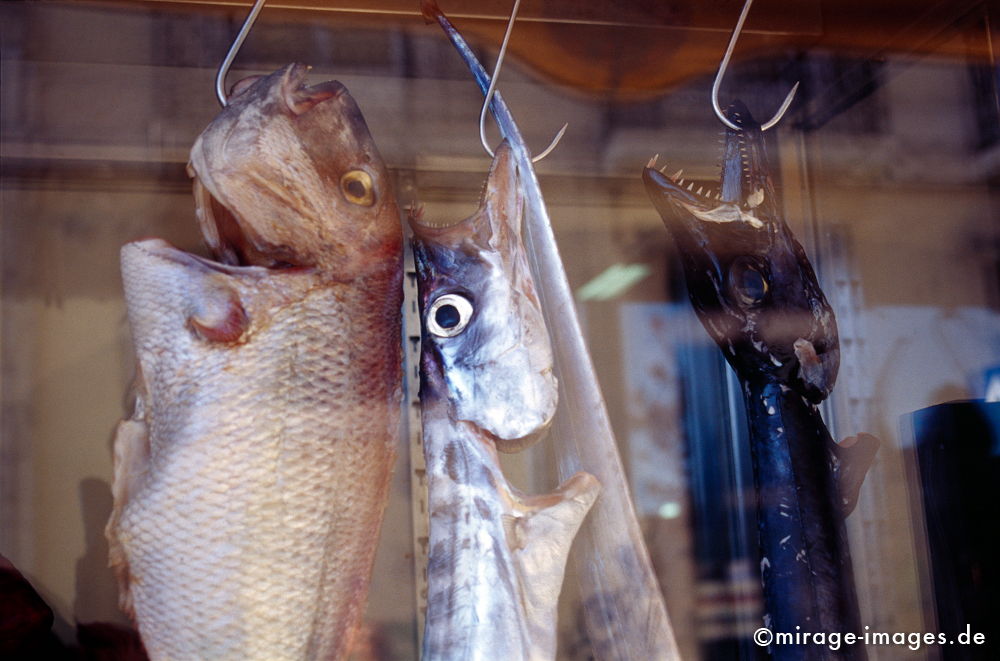 Happy fish
Lisboa
