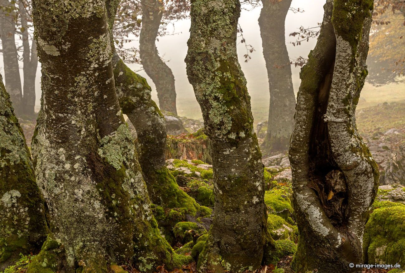 In the fog
Creux du Van
