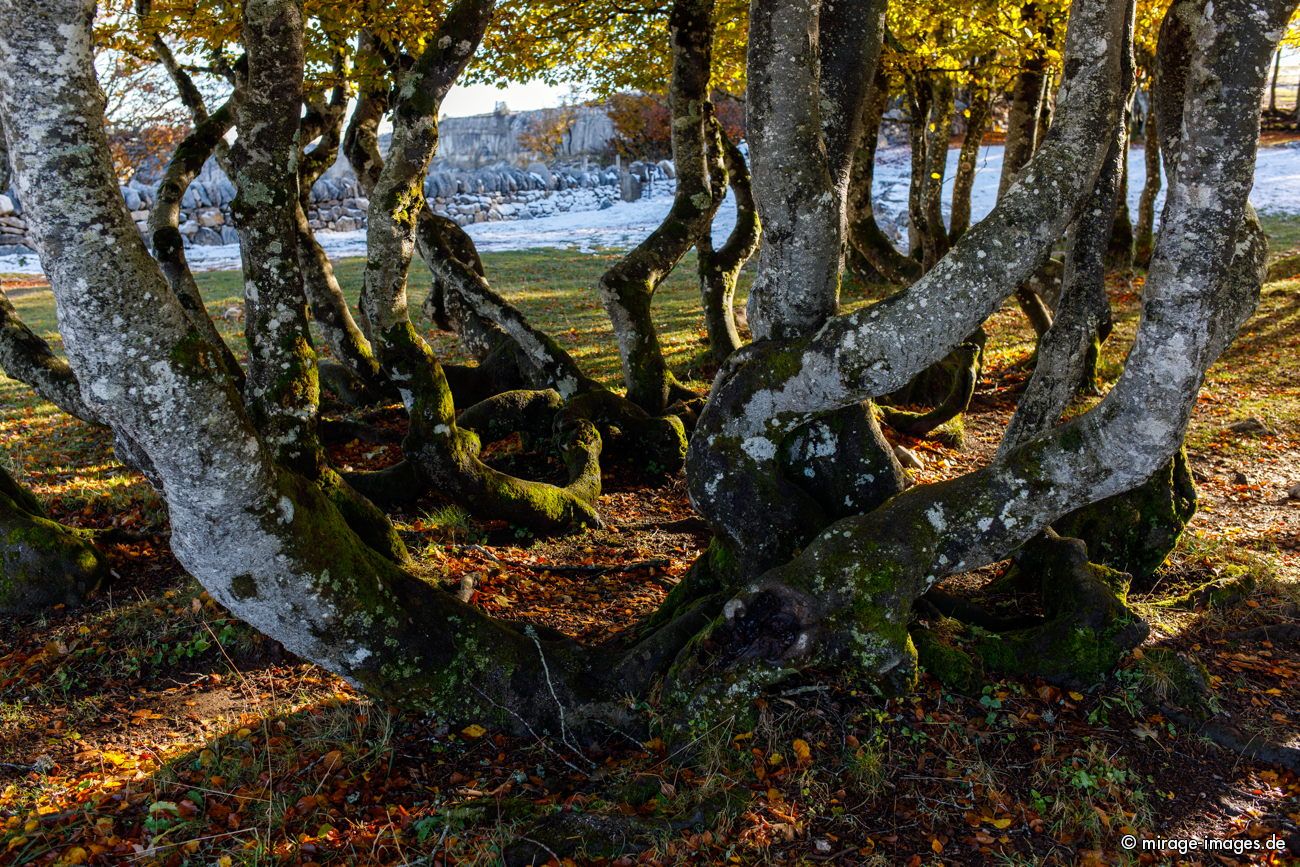 Group of severly bent trees
Creux du Van
