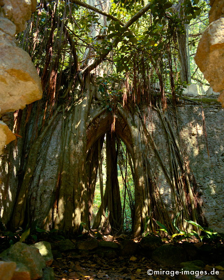 Klosterruine
Parco de Monserrate 
Sierra de Sintra
