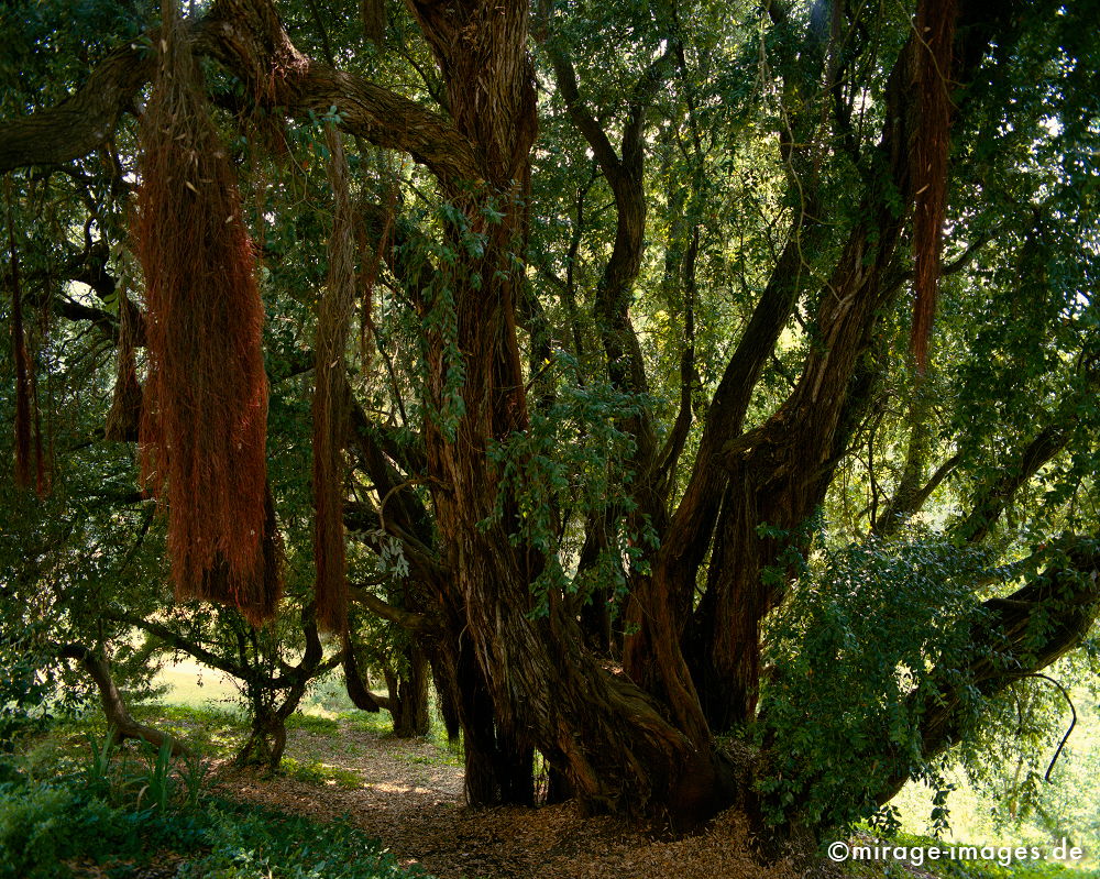 Besenbaum
Sierra de Sintra
Schlüsselwörter: trees1