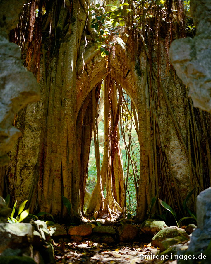 Klosterruine
Sierra de Sintra
