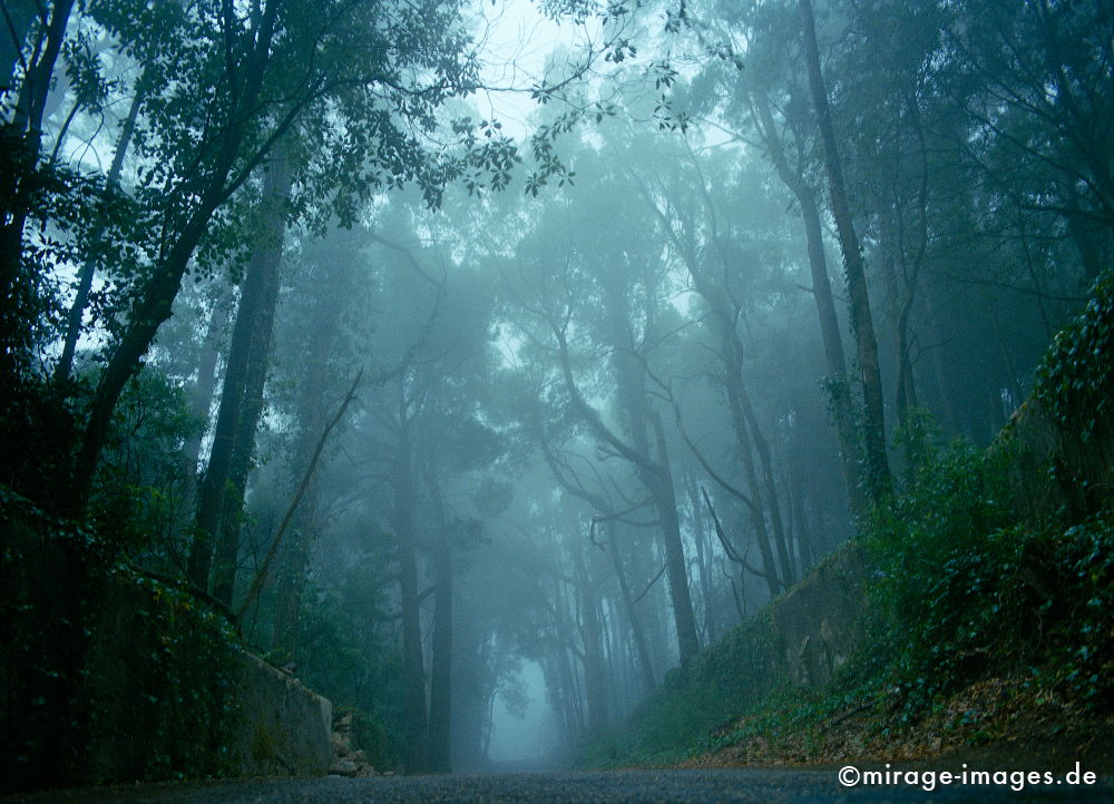 Cloud Forest
Sierra de Sintra
