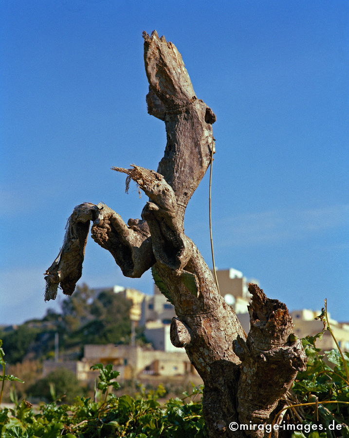 Horse
Gozo
Schlüsselwörter: natureart1