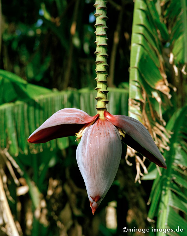 BananenblÃ¼te
Gozo
