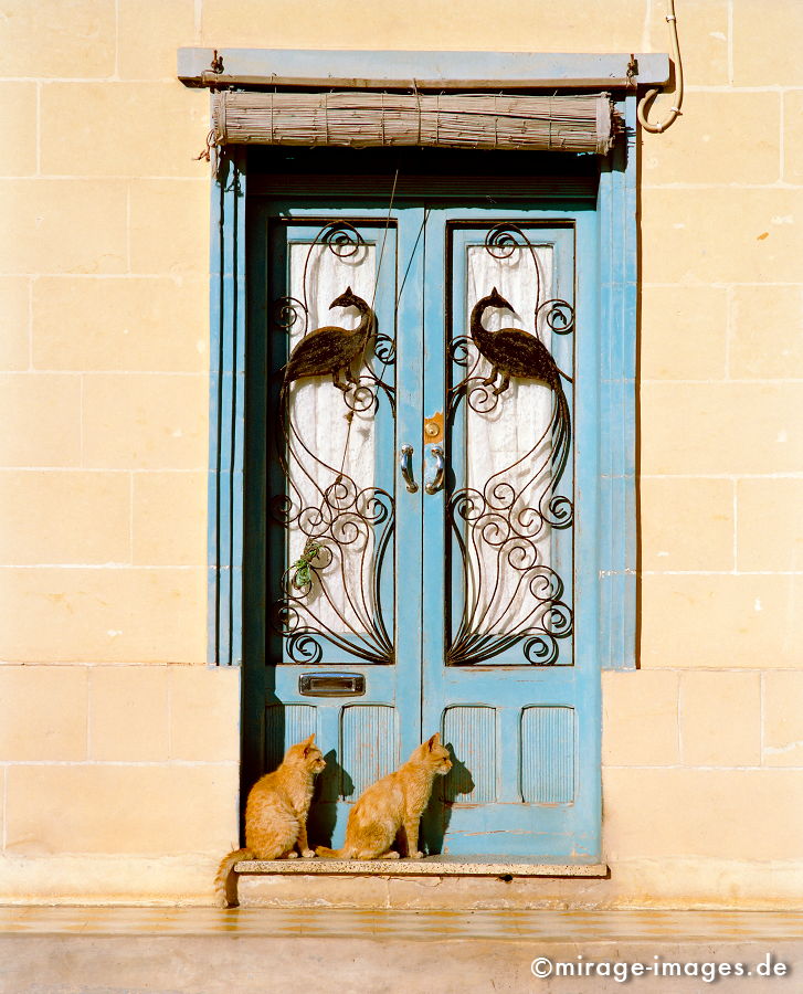 Desert Cats
Gozo
