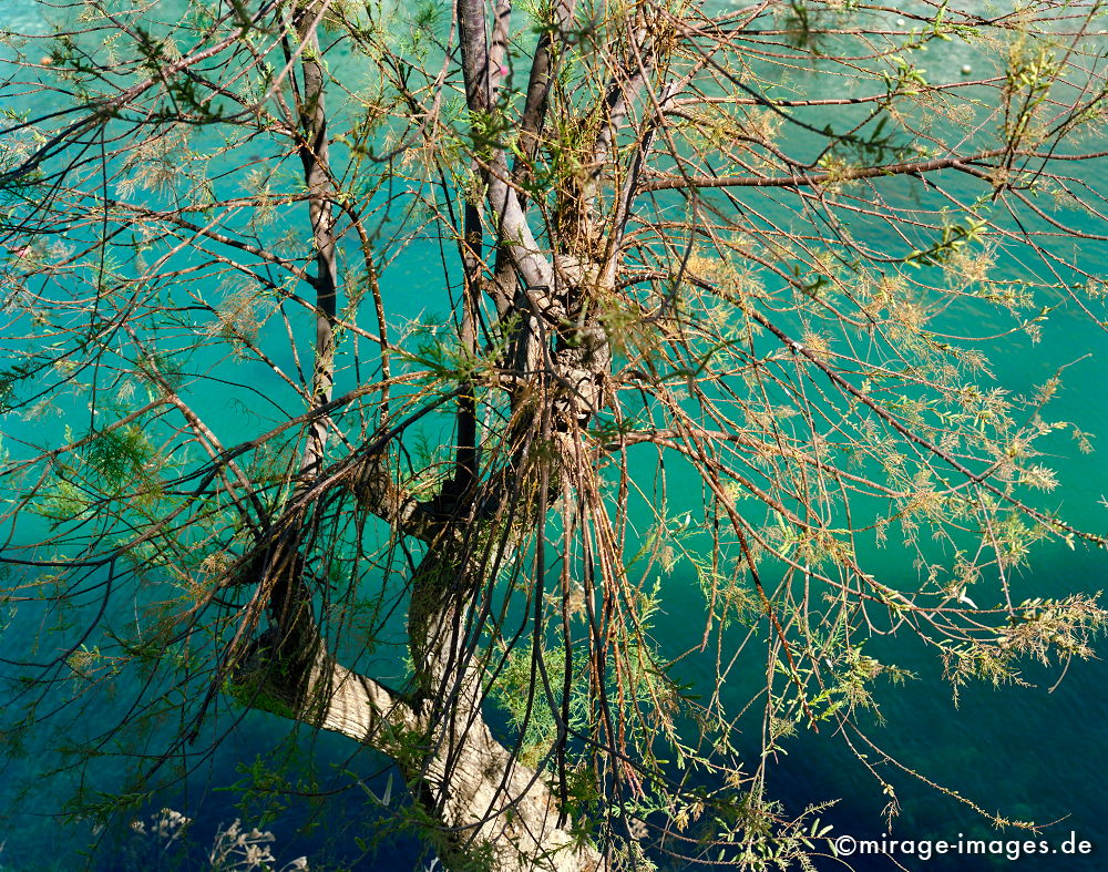 Turquoise
Xlendi Bay
Schlüsselwörter: trees1