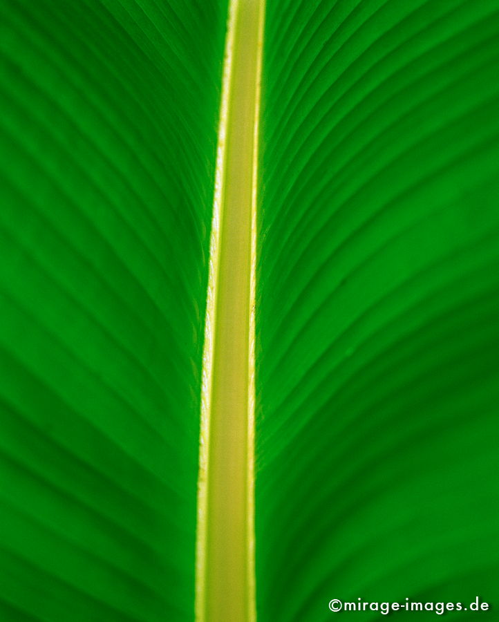 Banana leaf
Pai
Schlüsselwörter: grÃ¼n, Blatt gross, farbig, symmetrisch, perfekt, eben, leuchtend, gelb, Durchsicht, SÃ¼dost Asien, Tourismus, Reise, Fernreise, reisen, Urlaub, Ferien, Touristenattraktion, Reiseziel, Kultur, Tropen,