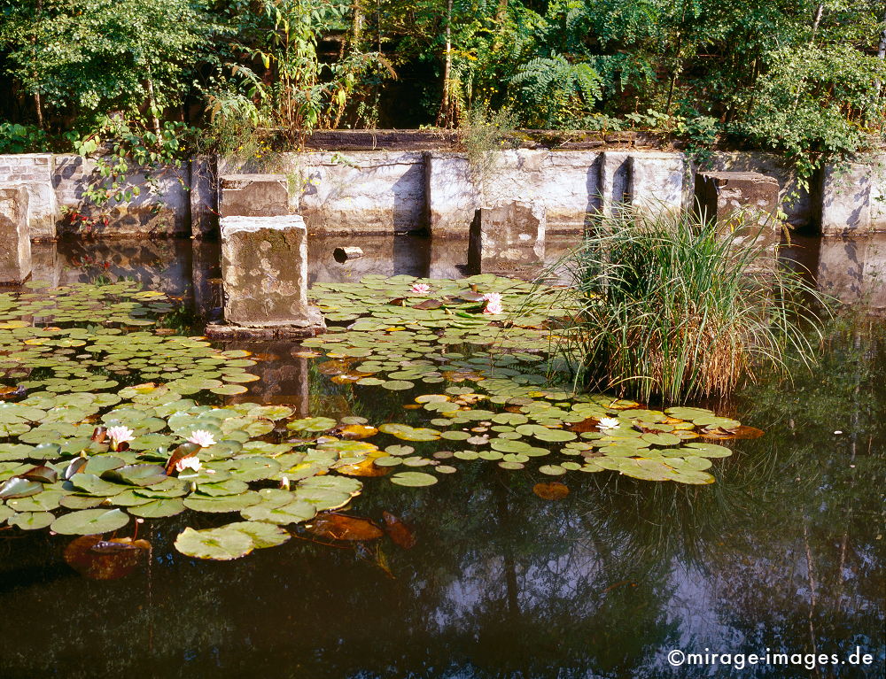 Seerosenteich
Landschaftspark Duisburg 
Schlüsselwörter: Kunst, Industriekultur, IBA, Strukturwandel, Ruhrgebiet, Bergbau, Montanindustrie, Nordrhein Westfalen, Energie, Stahl, Landschaft, Schwerindustrie, Errinnerung,