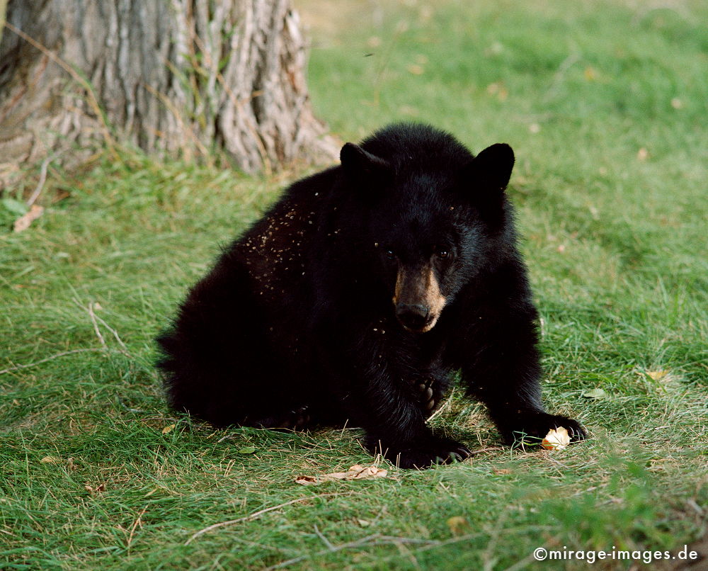 Schwarzbär mit Apfel
British Columbia Rocky Mountains 
