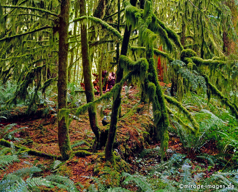 Cathedral Groove
Vancouver Island
Schlüsselwörter: trees1Regenwald, kalt, feucht, Vegetation, Klima, nass, moder, Verfall, morsch, Ã¼ppig, fruchtbar, grÃ¼n, Nadelholz, Tanne, Moos, Farn,