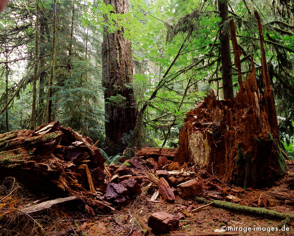 Cathedral Grove
Vancouver Island
Schlüsselwörter: trees1, Regenwald, kalt, feucht, Vegetation, Klima, nass, moder, Verfall, morsch, Ã¼ppig, fruchtbar, grÃ¼n, Nadelholz, Tanne,