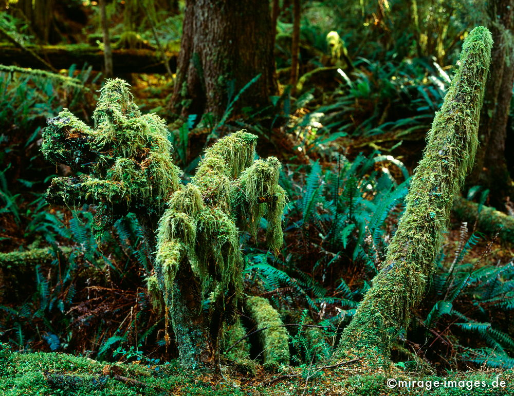 Rainforest
Haynes Island Vancouver
Schlüsselwörter: Regenwald, kalt, üppig, grün, weich, Stille, Moos, Farn, Moder, Wildnis, Moder, wuchern, feucht, Baum, Urwald, Dickicht, Unterholz, Lebensräume, Lebensraum, Abenteuer, dicht, rauh, reich, Vegetation, Boden, soil, fruchtbar, Fruchtbarkeit,