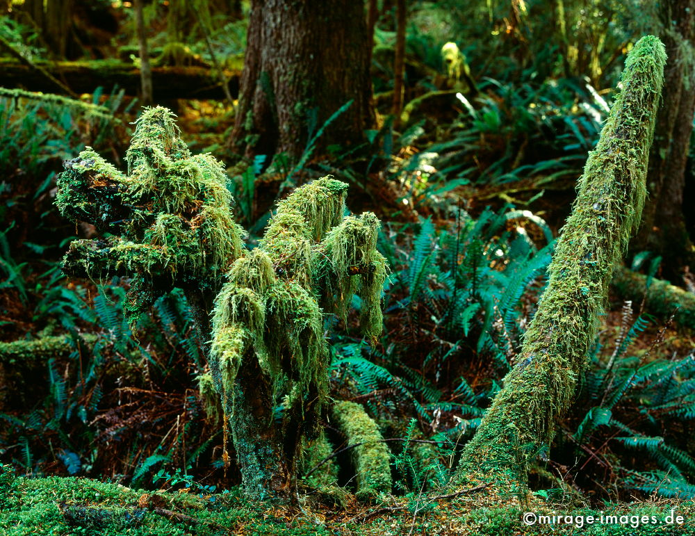 Rainforest
Haynes Island Vancouver
Schlüsselwörter: Regenwald, kalt, Ã¼ppig, grÃ¼n, weich, Stille, Moos, Farn, Moder, Wildnis, Moder, wuchern, feucht, Baum, Urwald, Dickicht, Unterholz, LebensrÃ¤ume, Lebensraum, Abenteuer, dicht, rauh, reich, Vegetation, Boden, soil, fruchtbar, Fruchtbarkeit,