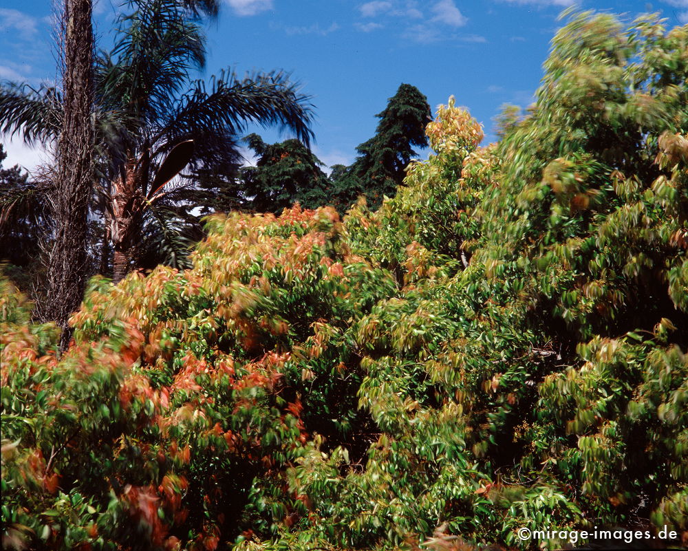 Parco de Monserrate
Sierra de Sintra
