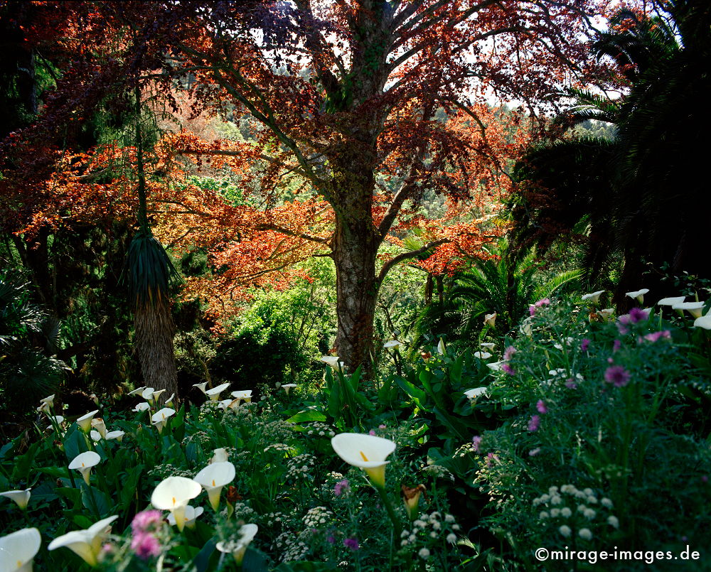 Parco de Monserrate
Sierra de Sintra
