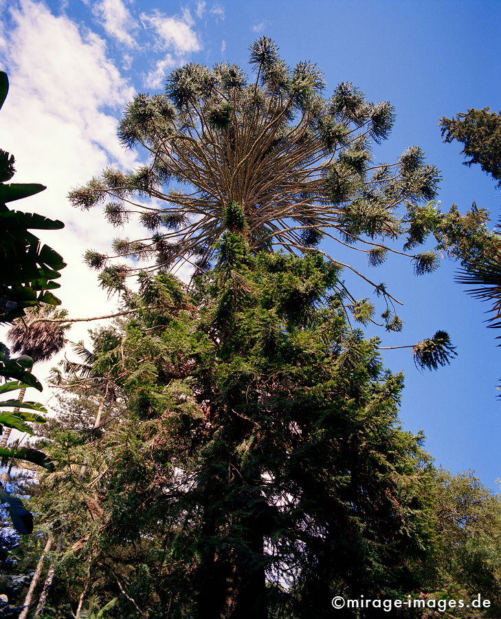 Australische Kiefer
Sierra de Sintra
