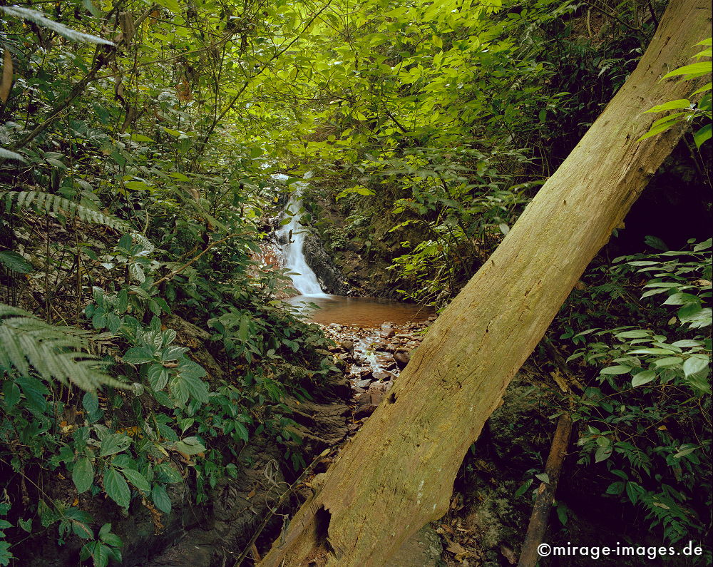 Jungle
Oudomxay
Schlüsselwörter: Dschungel, Tropen, Wasser, Fluss, Ruhe, Wasser, Natur, Landschaft, Südost Asien, Reise, Pflanzen, klar, rein, grün, Urwald, Einsamkeit, ursprünglich, Ökologie, Indochina, fliessen, Stille,