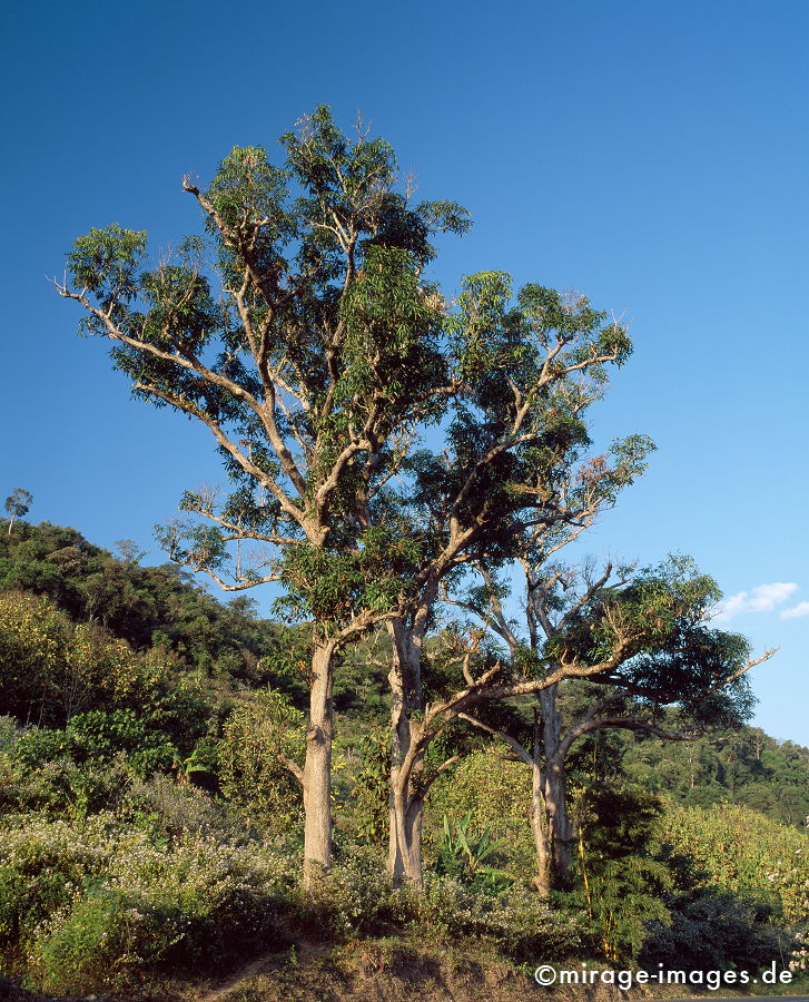 3 Bäume
Oudomxay
Schlüsselwörter: Baum