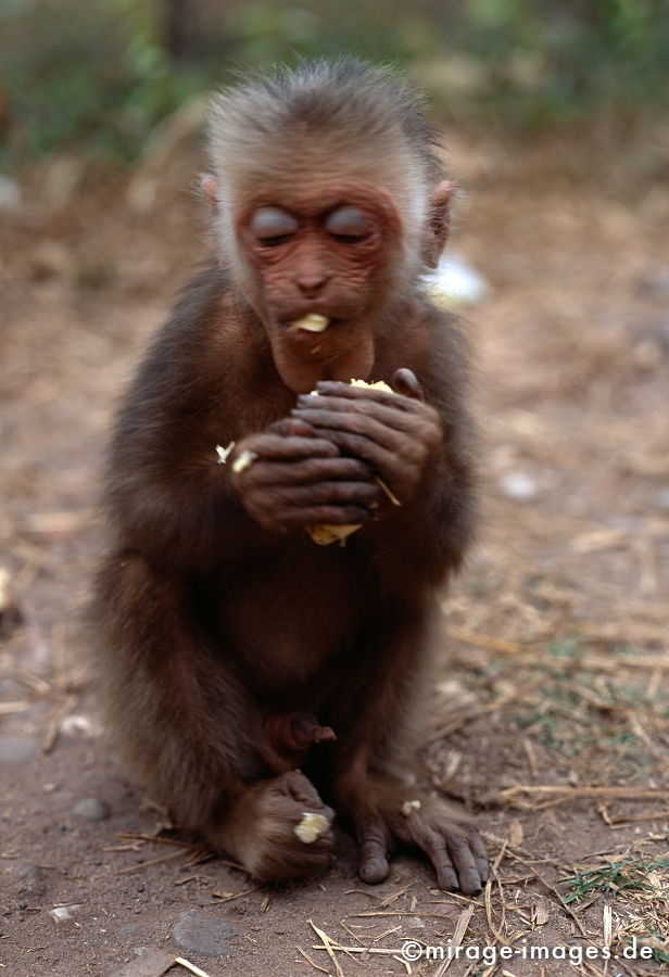 Affe isst Banane
Oudomxay Laos
