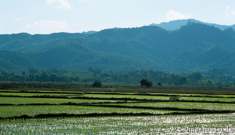 Rice Paddy
Luang Prabang
