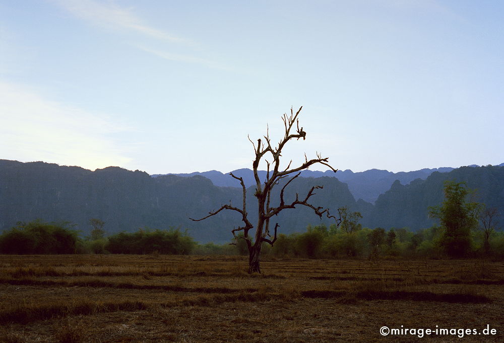 Dead Tree
Khammouane
Schlüsselwörter: Südost Asien, Reiseziel, Tourismus, Reise, Landschaft, Genuss, Kultur, aussen, draußen, Entwicklungsland, Fernreise, Tropen, Baum, Landwirtschaft, Berge, tot,