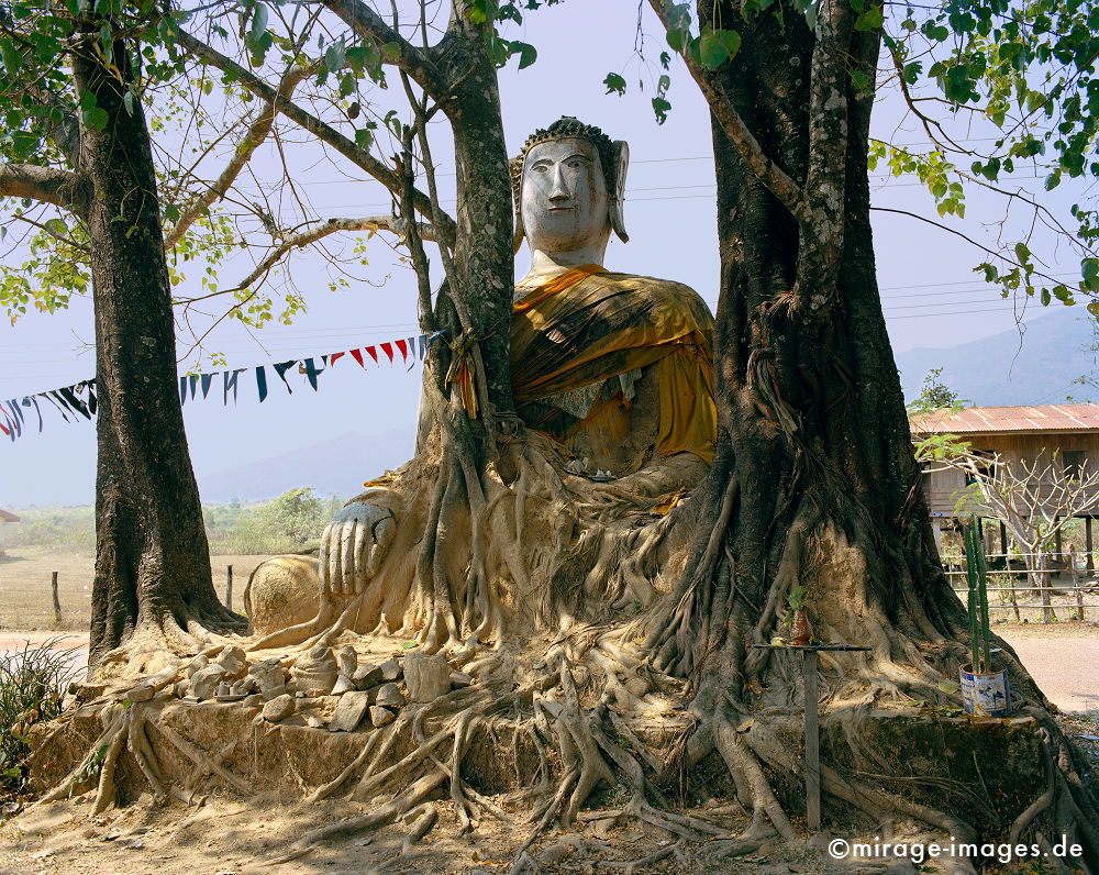 Ingrown buddha statue
Champasak
Schlüsselwörter: Verehrung, Räucherstäbchen, Opfer, meditation1, Buddhismus, Religion, Schrein, Spiritualität, Meditation, Anbetung, Ruhe, Frieden, friedlich, heilig, Baum, verwachsen, Hand, Mysterium, Vergänglichkeit, Wandel, Natur, natürlich, Bäume, Erde,