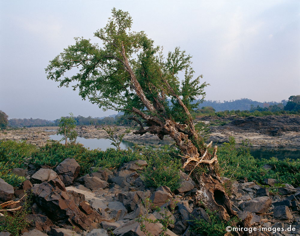 Mekong
Siphandone 4000 islands
Schlüsselwörter: Fluss, Felsen, Wildnis, Natur, natÃ¼rlich, Wasser, abends, Landschaft, lautlos, ursprÃ¼nglich, wild, Baum, Trockenzeit, knorrig, Holz, Vegetation, grÃ¼n, rau, rauh, hart, ungezÃ¤hmt, Ã¼berleben, Kraft, SÃ¼dost Asien, Reiseziel, Tourismus, Reise, Laos,