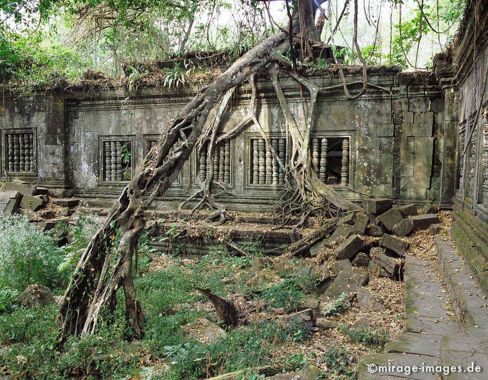 Beng Mealea
Tempel im Umfeld von Angkor Wat Siem Reap
Schlüsselwörter: Stein, heilig, Buddhismus, Religion, SpiritualitÃ¤t, Khmer, Asien, Entwicklungsland, Kultur, Reise, Tourismus, Frieden, friedlich, heilig, Mythologie, Naturreligion, SchÃ¶nheit, Harmonie, archaisch, Magie, Mythos, Geist, gÃ¶ttlich, WÃ¼rde, Bauwerk, Tempel