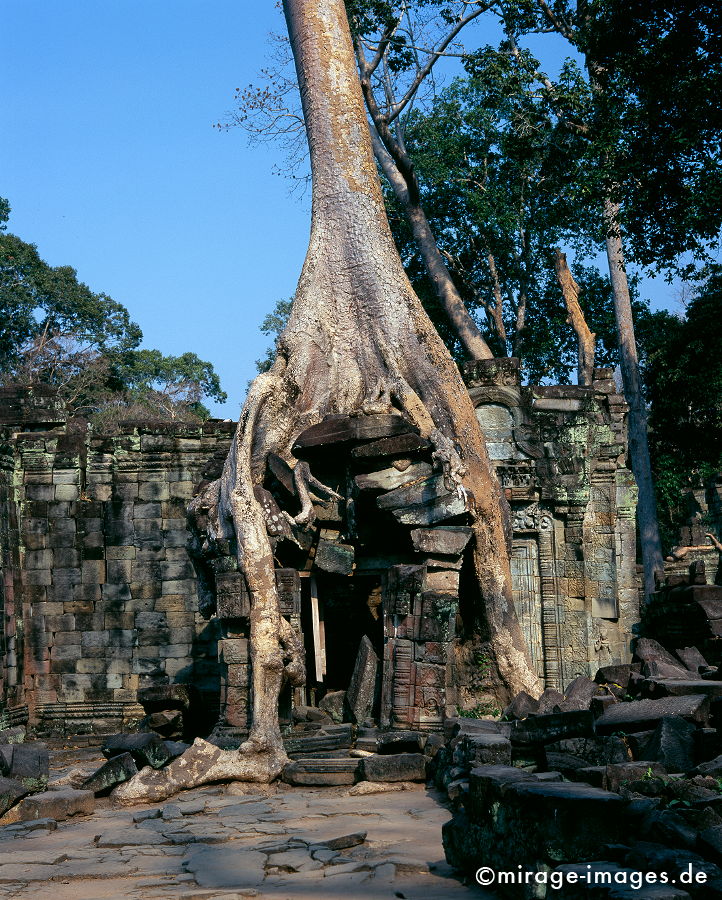 Preah Khan
Angkor Wat
Schlüsselwörter: Heiligtum, Ruine, Tempel, Kraft, Meditation, Buddhismus, Religion, SpiritualitÃ¤t, Anbetung, Ruhe, Kultur, zeitlos, Reise, Architektur, SchÃ¶nheit, Frieden, friedlich, heilig, Weltkulturerbe, Kunst, Frieden, Kontemplation, Liebe, Menschlichkeit, Natur,