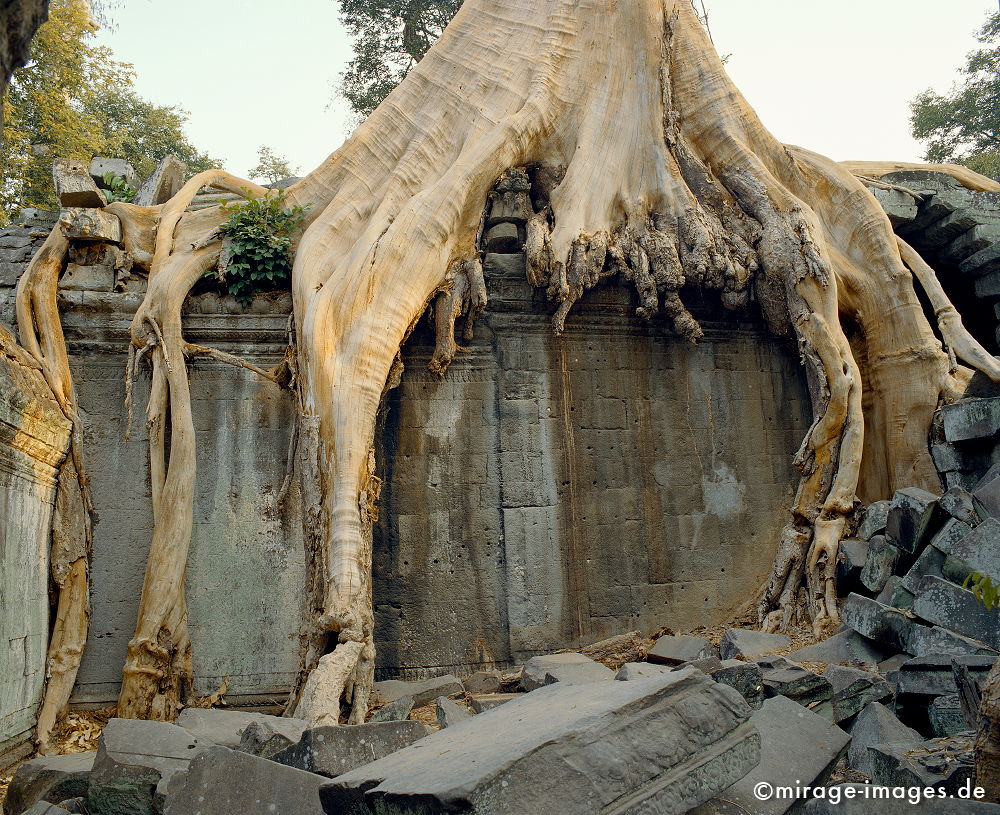 Ta Prohm
Angkor Wat
Schlüsselwörter: Baum, Dschungel, Ã¼berwuchert, Khmer, Ruine, Tempel, Buddhismus, Reise, Asien, Holz, Stone, Wildnis, chaotisch, kraftvoll, Natur, Architektur, surreal, Tourismus, Reise, Frieden, friedlich, heilig, Fernreise, Vegetation,