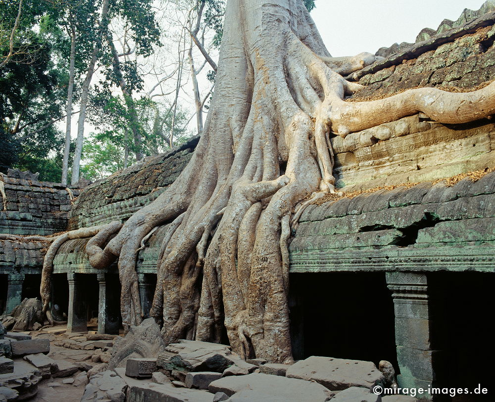 Ta Prohm
Angkor Wat
Schlüsselwörter: Baum, Dschungel, Ã¼berwuchert, Khmer, Ruine, Tempel, Buddhismus, Reise, Asien, Holz, Stone, Wildnis, chaotisch, kraftvoll, Natur, Architektur, surreal, Tourismus, Reise, Frieden, friedlich, heilig, Fernreise, Vegetation,