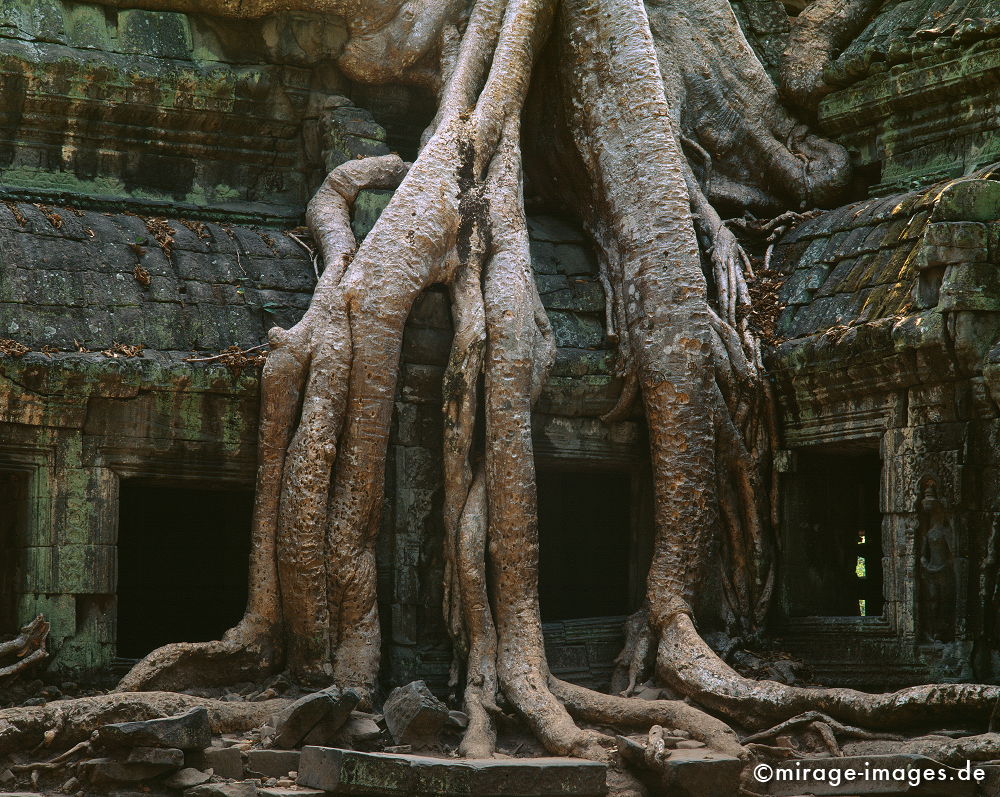 Ta Prohm
Angkor Wat
Schlüsselwörter: Baum, Dschungel, Ã¼berwuchert, Khmer, Ruine, Tempel, Buddhismus, Reise, Asien, Holz, Stone, Wildnis, chaotisch, kraftvoll, Natur, Architektur, surreal, Tourismus, Reise, Frieden, friedlich, heilig, Fernreise, Vegetation,