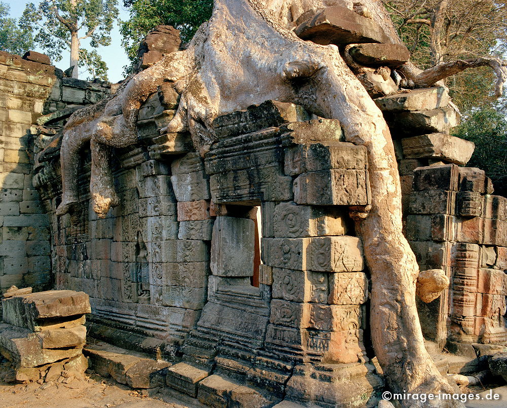 Angkor Wat
Siem Reap
Schlüsselwörter: Baum, Dschungel, überwuchert, Khmer, Ruine, Tempel, Buddhismus, Reise, Asien, Holz, Stone, Wildnis, chaotisch, kraftvoll, Natur, Architektur, surreal, Tourismus, Reise, Frieden, friedlich, heilig, Fernreise, Vegetation,