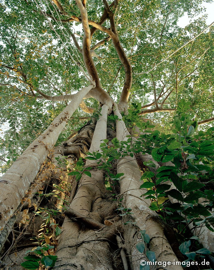 Würgefeige
Schlüsselwörter: trees1