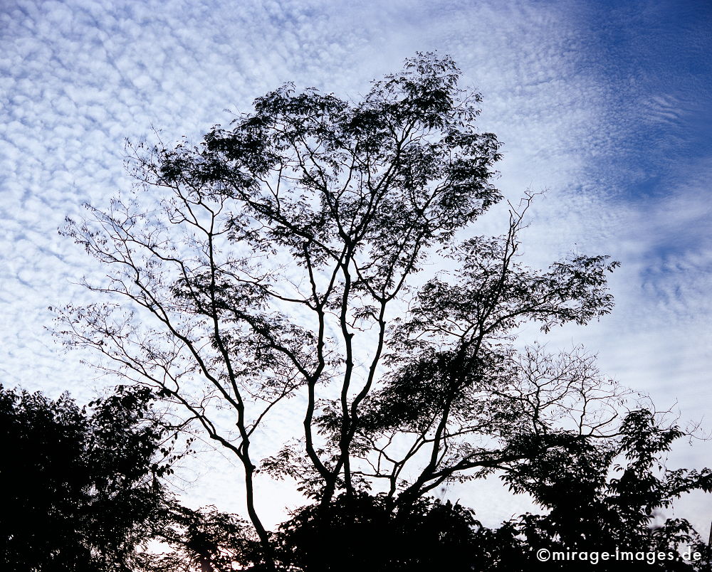 Tropical Tree
Oudomxay
Schlüsselwörter: trees1, Vegetation, Natur, Holz, Gewächse, Baum, üppig, wildnis, wild, tropisch, Dschungel, Wachstum, Himmel, Wolken, blau, Gegenlicht, Bäume,