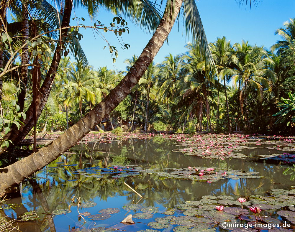 Lotusteich
Luang Prabang
