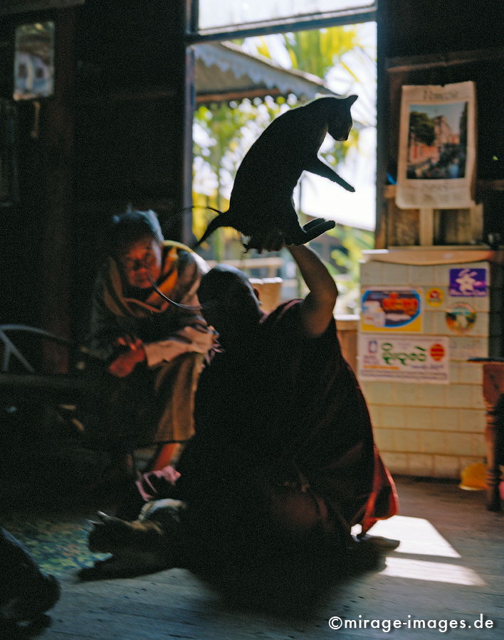 Jumping cat monastery
Nga Phe Kyaung 
Schlüsselwörter: animals1
