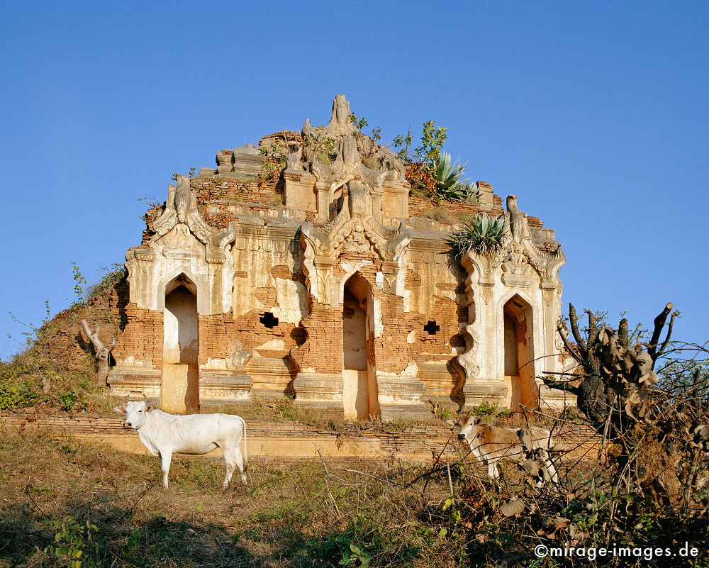 Shwe Inn Thein 
Inle Lake
Schlüsselwörter: Ruine, Tempel, Paya, Stupa, Dschungel, Ã¼berwuchert, Wurzel, Kraft, Meditation, Buddhismus, Religion, Asien, SpiritualitÃ¤t, Anbetung, Ruhe, Natur, Kultur, Skulptur, zeitlos, Tourismus, Reise, Architektur, SchÃ¶nheit, Frieden, friedlich, heilig, Fernreise