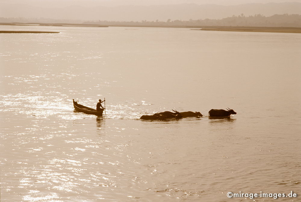 Golden Calf
Ayeryawady (Irrawady)
Schlüsselwörter: animals1, Wasser, Entwicklungsland, Reise, Asien, Ruhe, geheimnisvoll, mystisch, Ferne, Weite, Fluss, Dämmerung, Landschaft, Tropen, Weite, Sonnenuntergang, Mensch, Mann, Tier, Wasserbüffel, Fernreise, Entspannung, entspannen, Birma, Burma