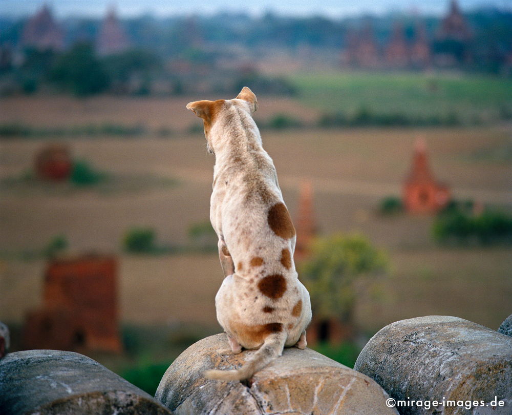 Overlook
Bagan (Pagan)
Schlüsselwörter: animals1, Hund, Weite, Ferne, Tier, zeitlos, Tourismus, Reise, Architektur, Schönheit, Ruhe, Frieden, friedlich, Ausblick, Asien, Kumpel, Begleiter, nachdenken, beobachten, Fernreise, Entspannung, entspannen, Birma, Burma, Kontemplation, Liebe,