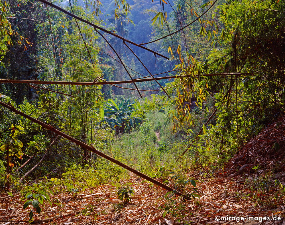 Bamboo
Oudomxay
Schlüsselwörter: Dschungel, Tropen, Ruhe, Natur, natÃ¼rlich, Landschaft, SÃ¼dost Asien, Reise, Pflanzen, BÃ¤ume, klar, rein, grÃ¼n, Urwald, Einsamkeit, ursprÃ¼nglich, Ã–kologie, Indochina, Stille, Wildnis, Ã¼ppig, dicht, gesund, Tropen, unwegsam, Bambus, Wald, Asien,