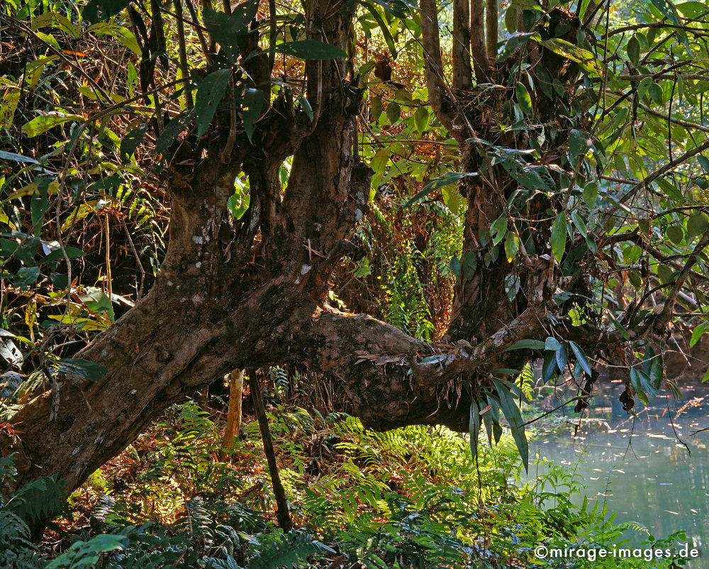 Jungle
Luang Prabang
Schlüsselwörter: Dschungel, Sumpf, Tropen, tropisch, Wasser, Fluss, Ruhe, Natur, Landschaft, Asien, Reise, Pflanzen, Unterwasser, klar, rein, grün, Ökologie, üppig, Entspannung, entspannen, Fernreise, Wildnis, unberührt, üppig, natürlich, Harmonie, authentisch,