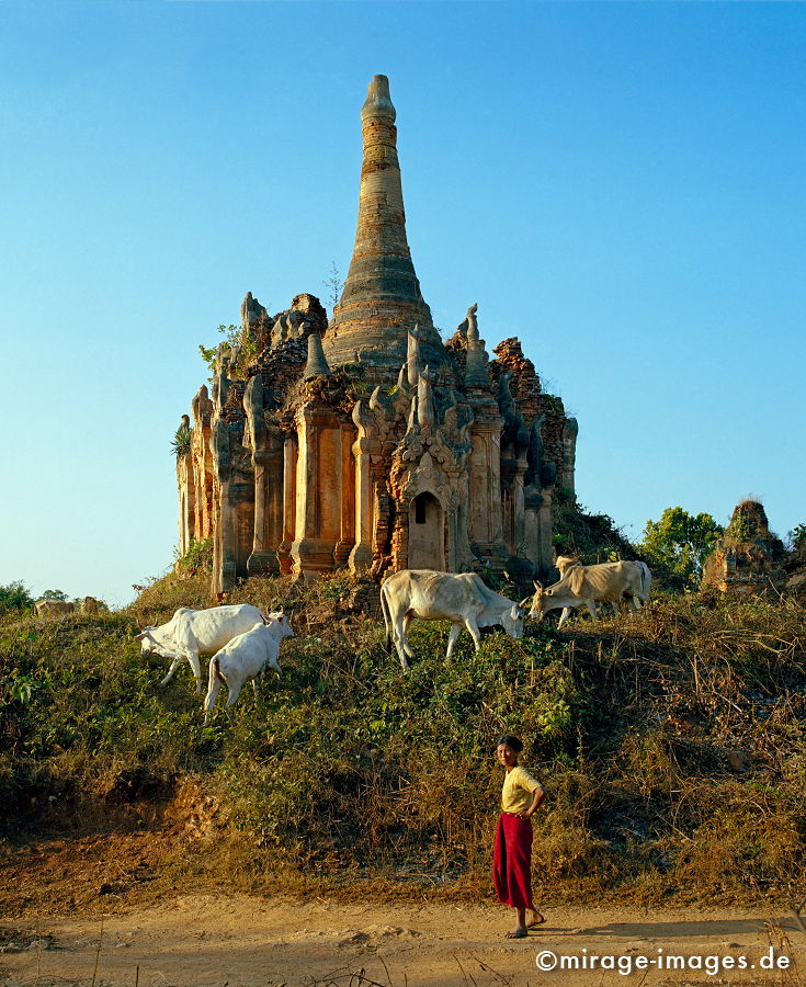 Paya im Shwe Inn Thein 
Inle Lake
Schlüsselwörter: Wurzel, Wachstum, Vegetation, Stein, Heiligtum, Tempel, Kraft, Asien, SpiritualitÃ¤t, Ruhe, Kultur, zeitlos, Tourismus, Reise, Architektur, SchÃ¶nheit, Ruhe, Frieden, Ruine, Verfall, Natur, Gegenlicht, Birma, Burma, Kuh, Frau,