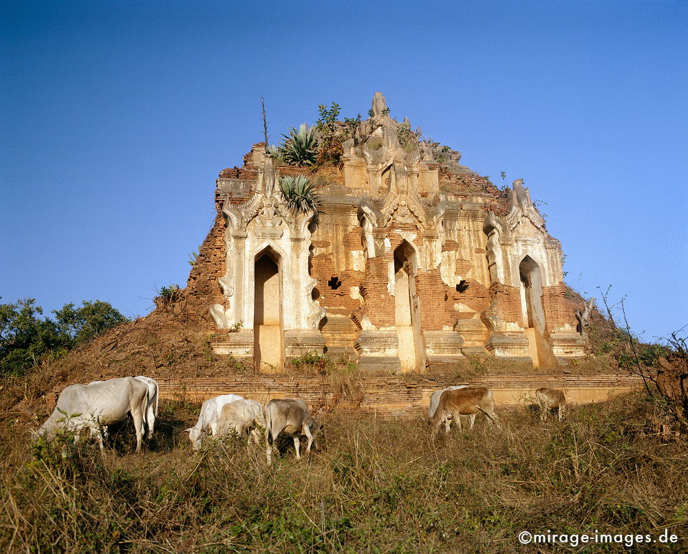 Shwe Inn Thein
Inle Lake
Schlüsselwörter: Stein, Heiligtum, Tempel, Kraft, Meditation, Buddhismus, Religion, SpiritualitÃ¤t, Anbetung, Ruhe, zeitlos, Architektur, SchÃ¶nheit, Ruhe, Frieden, friedlich, heilig, Ruine, Verfall, Natur, Entspannung, entspannen, Kontemplation, Liebe, Kuh, KÃ¼he, Birma,