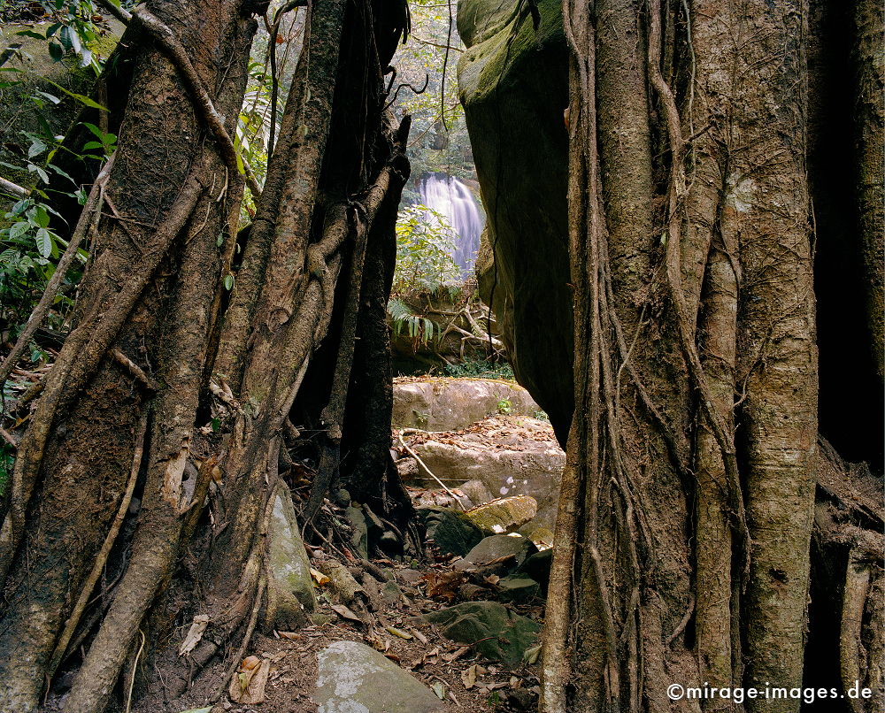 Entrance to Nam Kat Waterfall
Oudomxay
Schlüsselwörter: Dschungel, Tropen, tropisch, Natur, Landschaft, Baum, Wurzel, Eingang, verborgen, versteckt, Pflanzen, rein, Ã¼ppig, Wildnis, unberÃ¼hrt, natÃ¼rlich, Harmonie, authentisch, Vegetation, Wasser, Fluss, Ruhe, Urwald, Ã¼ppig, Leben, zerbrechlich, empfindlich,