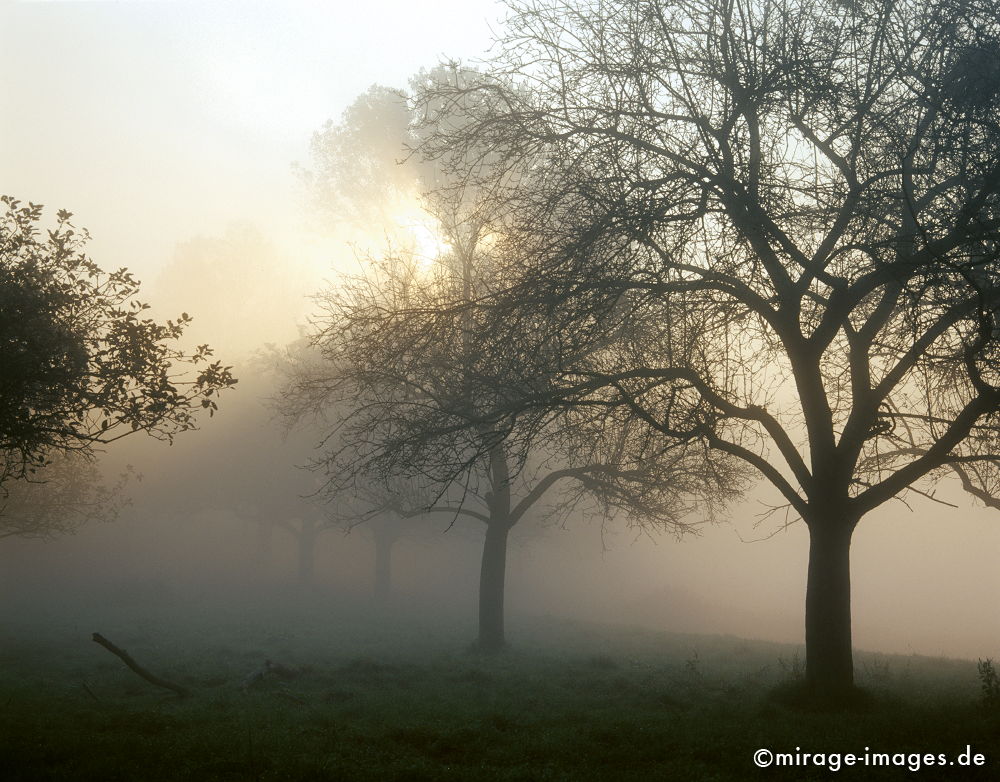 Morgensonne
Rheinstieg Bad HÃ¶nningen Andernach
Schlüsselwörter: Germany1, Nebel, Wiese, Tagesanbruch, feucht, naÃŸ, kalt, Herbst,